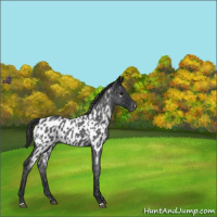 Horse Color:Blue Roan Appaloosa