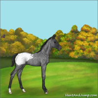 Horse Color:Blue Roan Appaloosa