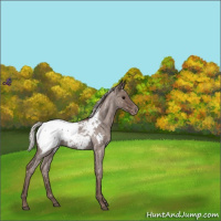 Horse Color:Silver Blue Roan Snowcap 