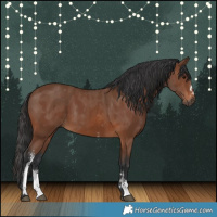 Horse Color:Brown Sabino Rabicano and Brown Sabino Rabicano