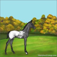 Horse Color:Blue Roan Snowcap 
