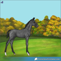 Horse Color:Blue Roan Appaloosa