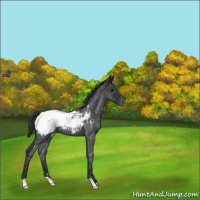 Horse Color:Blue Roan Snowcap 