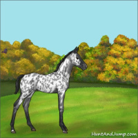 Horse Color:Blue Roan Near Leopard 