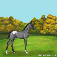 Horse Color:Blue Roan Snowcap 