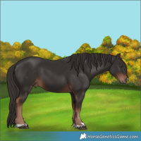 Horse Color:Liver Chestnut 