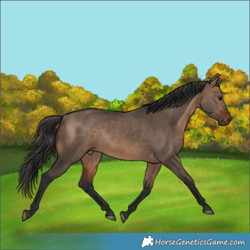Horse Color:Brown Dun Rabicano 