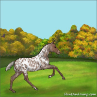 Horse Color:Silver Blue Roan Appaloosa 