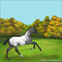 Horse Color:Blue Roan Near Fewspot 