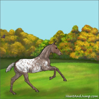 Horse Color:Silver Blue Roan Appaloosa 