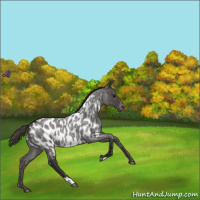 Horse Color:Smoky Blue Roan Appaloosa 