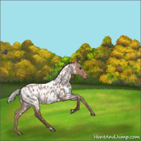 Horse Color:Silver Blue Roan Appaloosa 
