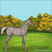 Horse Color:Silver Blue Roan 