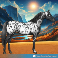 Horse Color:White Spotted Black Near Leopard 