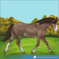 Horse Color:Liver Red Dun Sabino 