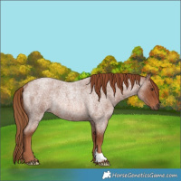 Horse Color:Red Roan Rabicano 