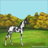 Horse Color:White Spotted Black Appaloosa 