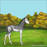 Horse Color:Blue Roan Splash Appaloosa