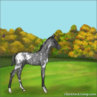 Horse Color:White Spotted Blue Roan Appaloosa 