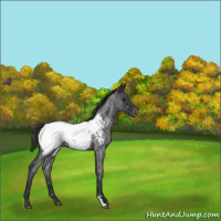 Horse Color:Blue Roan Appaloosa 