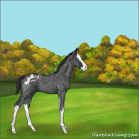 Horse Color:Blue Roan Splash Appaloosa 