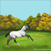 Horse Color:Blue Roan Appaloosa 