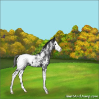 Horse Color:White Spotted Blue Roan Splash Snowcap 
