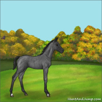 Horse Color:Blue Roan 