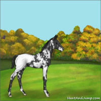 Horse Color:White Spotted Black Snowcap 