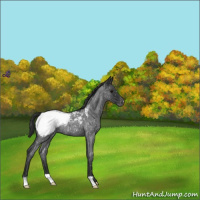 Horse Color:Blue Roan Appaloosa 