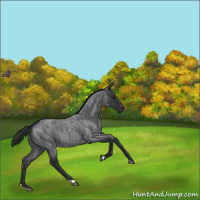 Horse Color:Blue Roan 