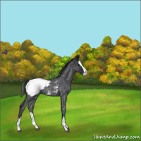 Horse Color:Blue Roan Splash Snowcap