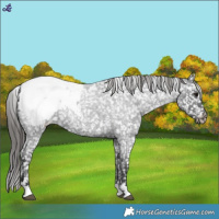 Horse Color:Blue Roan Snowcap 