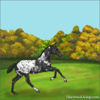 Horse Color:White Spotted Black Blanket 