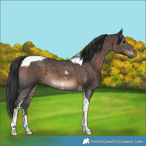 Horse Color:Brown Sabino Tobiano