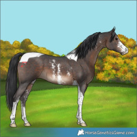 Horse Color:Brown Sabino Tobiano 
