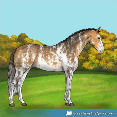 Horse Color:Buckskin Sabino 