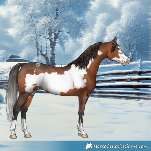 Horse Color:Brown Frame Varnish Rabicano 