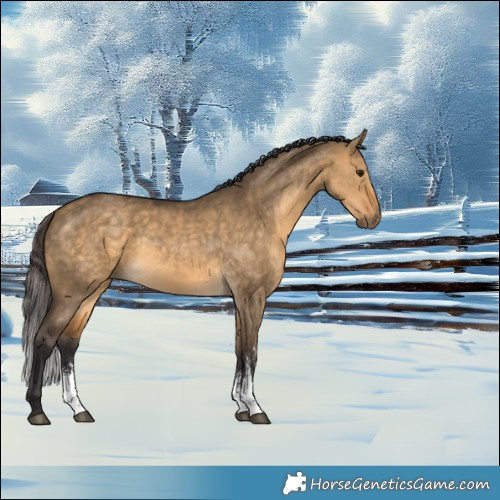 Horse Color:Buckskin Dun Sabino 