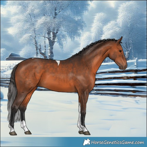 Horse Color:Brown Tobiano 