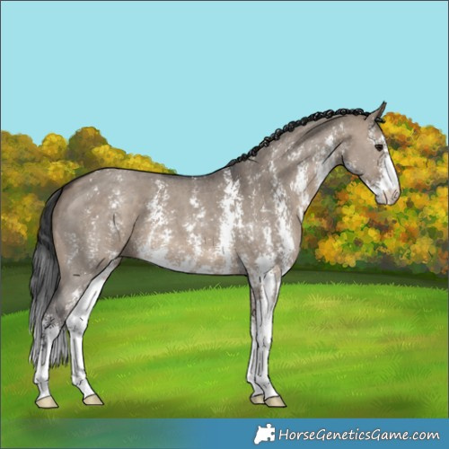 Horse Color:Brown Dun Sabino 