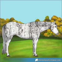 Horse Color:Grullo Sabino Splash  and Gray Grullo Sabino Splash 
