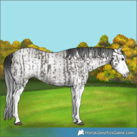 Horse Color:Grullo Sabino Splash  and Gray Grullo Sabino Splash 