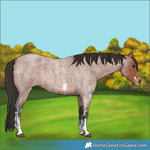 Horse Color:Bay Roan Sabino Rabicano and Bay Roan Sabino Rabicano