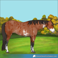 Horse Color:Bay Sabino Rabicano and Bay Sabino Rabicano