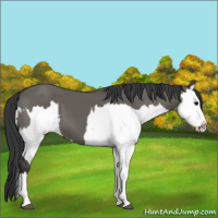 Horse Color:Grullo Sabino Splash  and Grullo Sabino Splash 