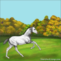 Horse Color:Smoky Blue Roan Splash Frame Appaloosa 