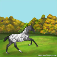 Horse Color:Blue Roan Near Leopard 
