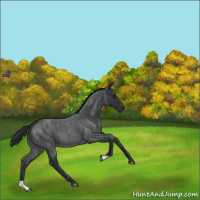 Horse Color:Blue Roan 