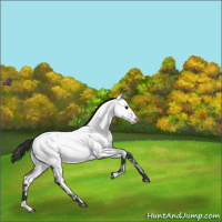Horse Color:Blue Roan Near Fewspot 